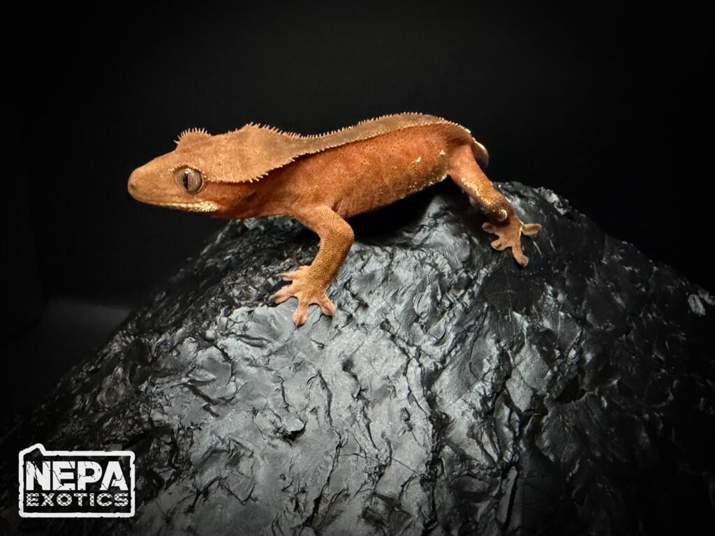 Orange crested gecko from NEPA Exotics standing on anthracite coal
