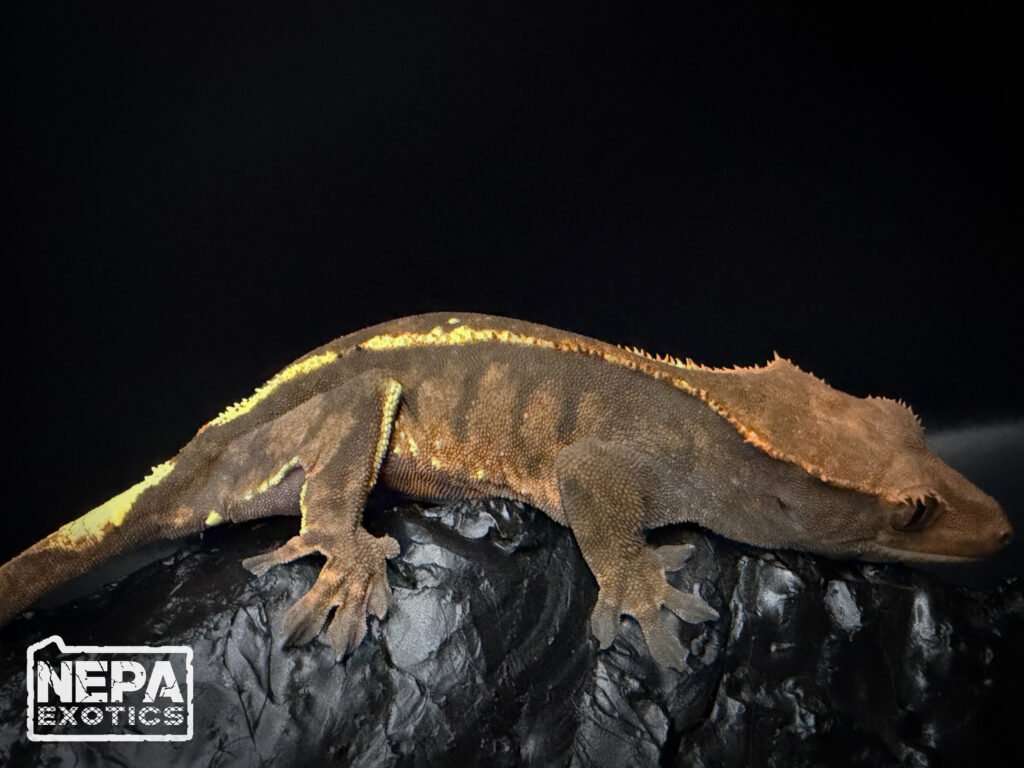 Crested gecko on coal from the NEPA Exotics collection