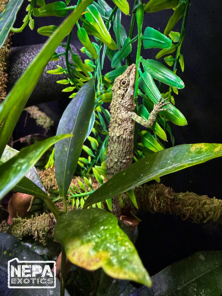 A reptile from the NEPA Exotics collection resting among green leaves
